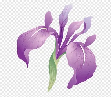 Flowers, Irises, Gimp, Rainbow, Painting, Cut Flowers, Plant