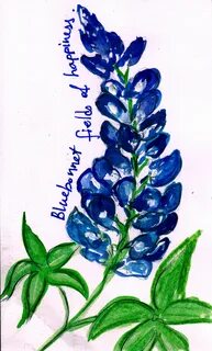 Bluebonnet Drawing at PaintingValley.com Explore collection 