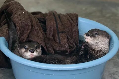 か わ う そ 初 心 者 on Twitter Cute animals, Otters, Baby otters