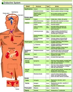 Gallery of openstax anatomy and physiology ch17 the endocrin