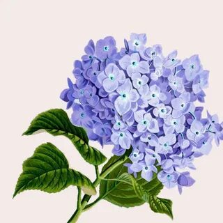 Hydrangea Flowers Art - Free photo on Pixabay