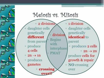 venn diagram meiosis and mitosis - Besko