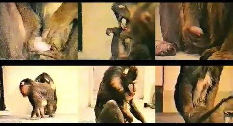 Monkey Masturbating Beast Sex - Mating ZooSex Videos - ArtOf