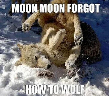 funny pictures of animals Funny wolf, Wolf pictures, Funny a