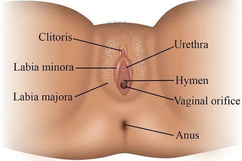 External female genitalia. Behance