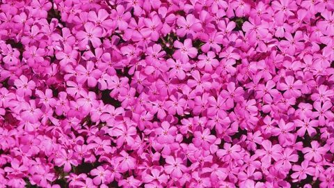 Фон #pink_flowers - AVATAN PLUS