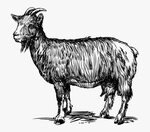 Goats In Crete - White Goat Vector Png, Transparent Png , Tr