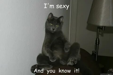 I'm sexy And you know it! - sexy cat - quickmeme