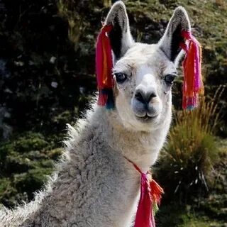 Llama on Twitter: "Kant beleevee peepul want 2 mayk klothz o