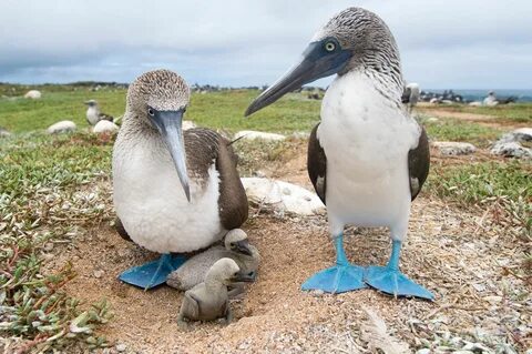 Blue-footed Booby, phone, desktop wallpapers, pictures, phot