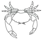 The best free Crab drawing images. Download from 995 free dr