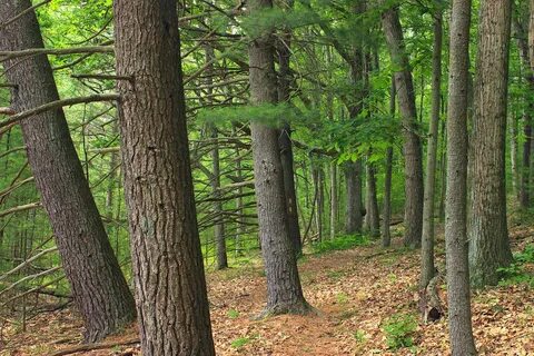 Bob Webber Trail (9) Forest of hemlocks and white pines al. 