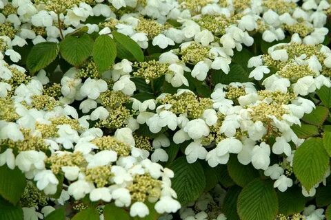 Viburnum plicatum f. tomentosum 'Mariesii' - BBC Gardeners W