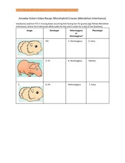 Amoeba Sisters Alleles And Genes Worksheet / Amoeba sisters 