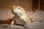 What Do Bearded Dragons Eat Best Food List And Feeding Guide