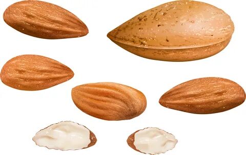 Almonds Png Clipart Image - Almond Transparent Png - Large S