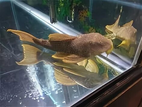haplochromis viginalis blotch.jpg "Under Glass" Aquariums (B