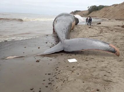 Blue whale found beached in Bolinas died from collision with