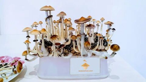 Файл:Fruiting-psilocybe-cubensis-mushrooms-brazil-strain.jpg