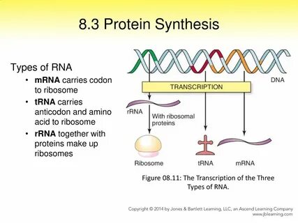 The Genetics of Microorganisms - ppt download