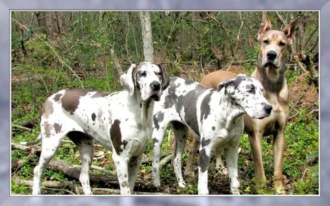 fawn and harlequin great dane breeding Online Shopping