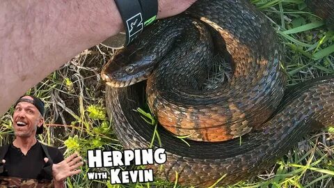 Herping with Kevin #2 - Water Snakes in New Hampshire! - You