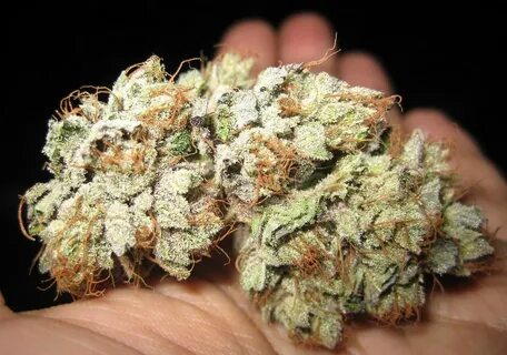 Raskal's Kush aka Fire OG Kush Here's a beautiful example . 