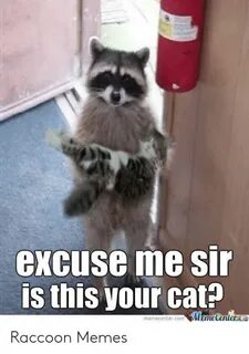 🐣 25+ Best Memes About Lame Pun Raccoon Meme Lame Pun Raccoo