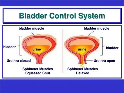 PPT - How Does the Bladder Work? PowerPoint Presentation, fr