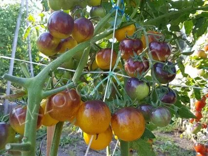 Tomato 'Bosque Blue Bumblebee'