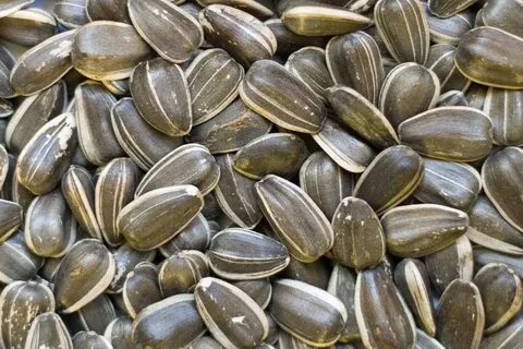 Sunflower Seed Quotes. QuotesGram