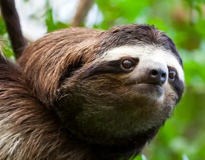 Sloth Wallpaper Related Keywords & Suggestions - Sloth Wallp