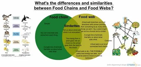 What is the difference between food chain and a food web? Fo