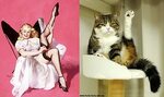 Funny Cats That Look Like Pin Up Girls favbulous