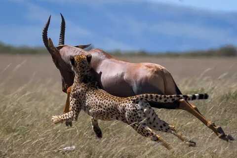 Cheet-ing Death! Antelope Gives Big Cat Run For Money During