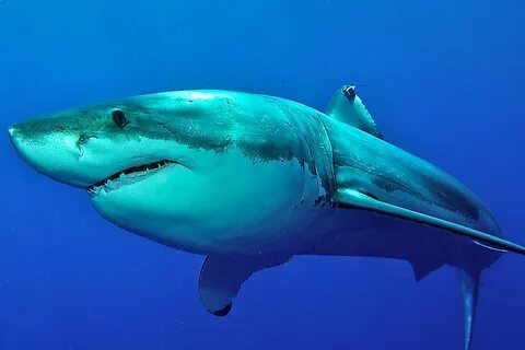 Like the whale shark, the basking shark is also a planktivorous shark. 