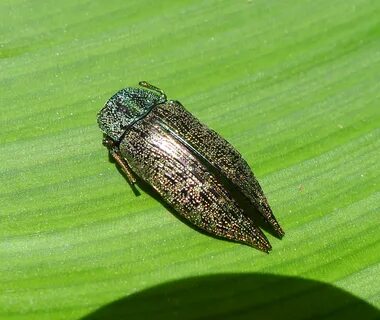 File:Jewel Beetle shell. Buprestidae. ( Dicerca species) - F