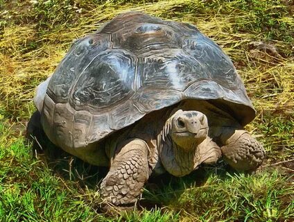 Tortoise and Turtle Free Stock Images 3