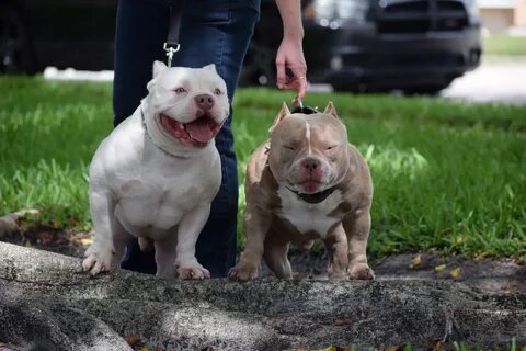 TOP POCKET AMERICAN BULLY BREEDER POCKET BULLY STUDS BEST EX