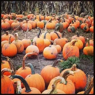 ร ป ท Mosby Farms Pumpkin Patch - Auburn, WA