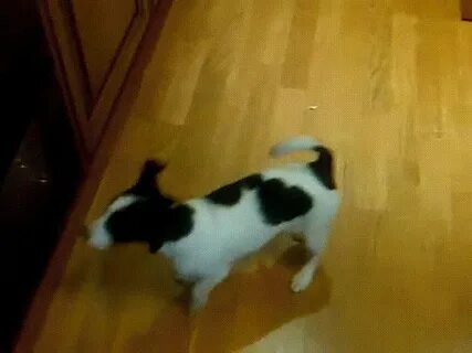 Dog chasing its own tail - GIF on Imgur