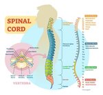 Spinal Cord Injuries Archives - Montero & Associates