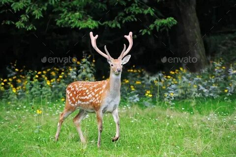 Whitetail Deer standing in summer wood Stock Photo by byrdya