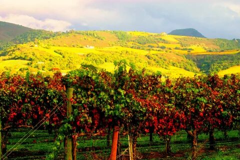 Wine Country Treasures: Travel to Napa Valley
