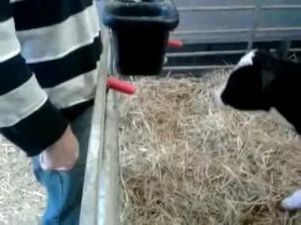 cow givin blowjob - YouTube