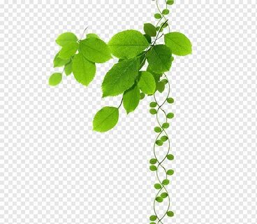 Green Grass, Branch, Leaf, Tree, Twig, Vine, Grape Leaves, B