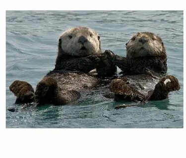 Fact: Female otters often wear their engagement rings on the