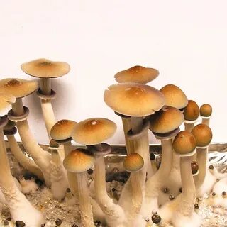 Psilocibe cubensis "Hawaii" Gribo4ek. Все о грибах