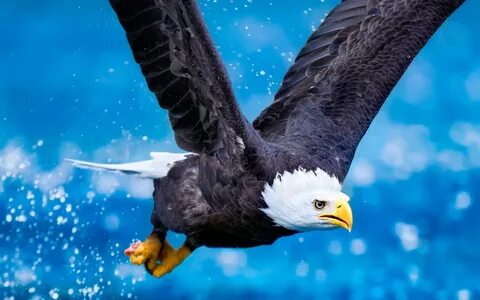 Гордые птицы - орлы (50 фото) Интересные факты и красочные ф