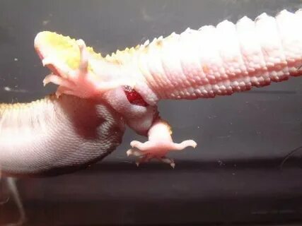 Common Medical Issues in Leopard Geckos/#RWC Reptiles Amino